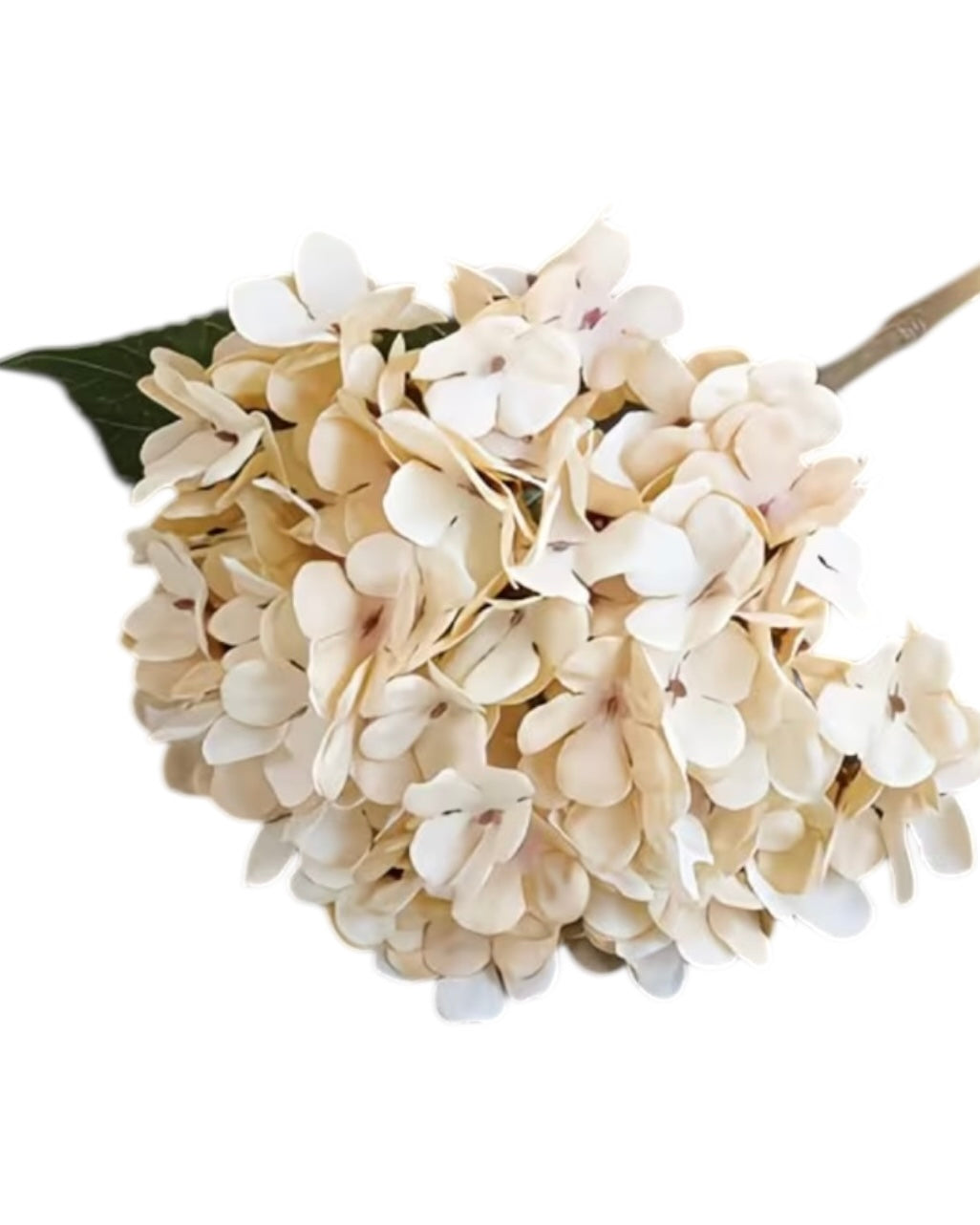 Artificial short soft cream hydrangea stem from Starlight Express, showcasing lush blooms and realistic greenery for home decor.