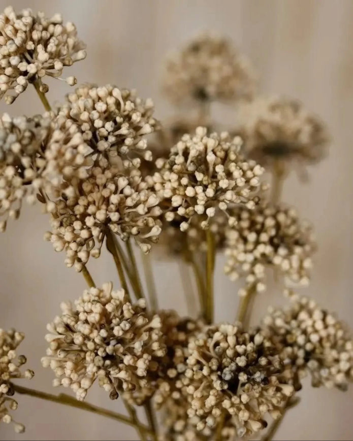 Classic Brown Allium Stem