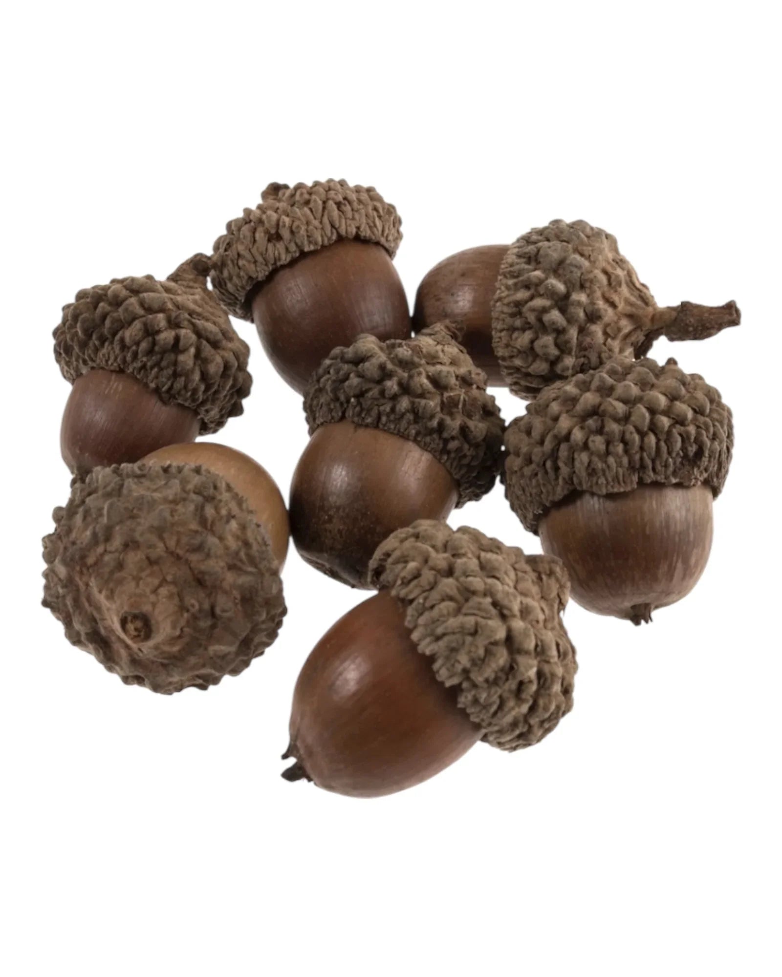 Brown Decor Acorns - Box Of 50