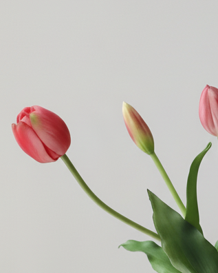 Deep Pink Tulip Stems - Bunch of 5 Artificial Spring Flowers