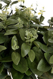 Artificial variegated foliage leaf stem from Hill Interiors, showcasing realistic green and cream-colored plant leaves.