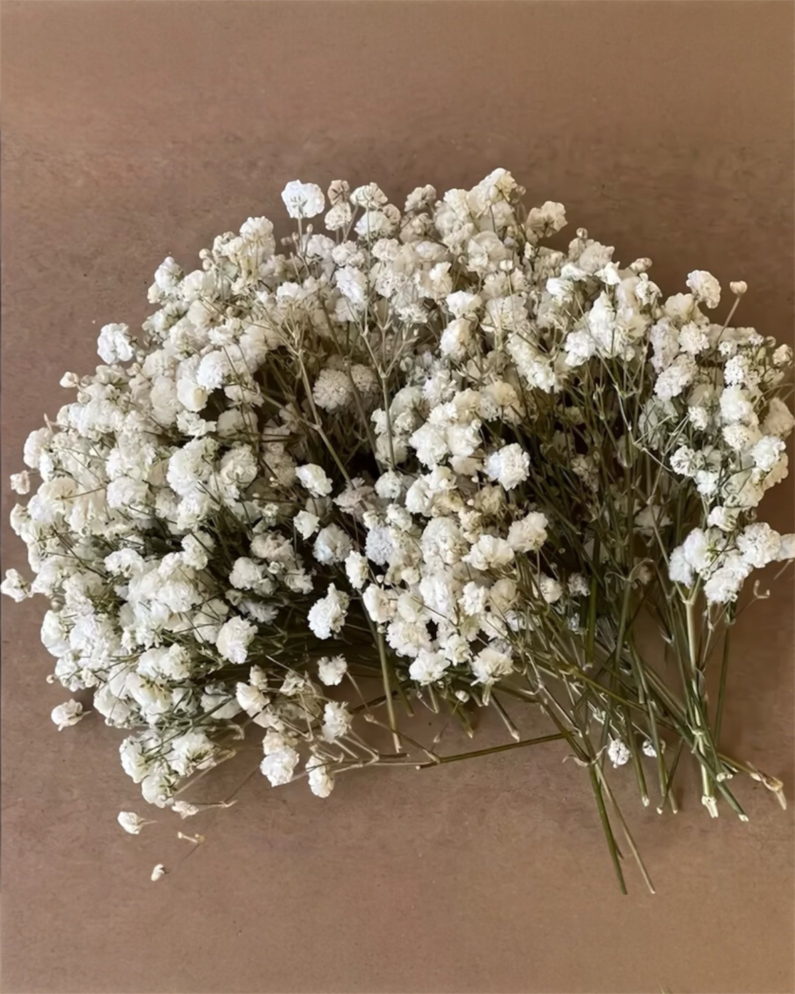 Artificial dried cream gypsophila short stems from Starlight Express, arranged in a pack of 50 for floral decoration and craft projects.