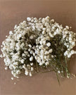 Artificial dried cream gypsophila short stems from Starlight Express, arranged in a pack of 50 for floral decoration and craft projects.