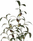 Artificial tall olive branch for home décor by Heaven Sends, featuring realistic green leaves and a slender woody stem.