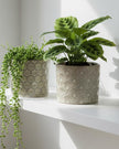 Beige patterned ceramic planter pot for home décor, with a decorative design and smooth finish, from Heaven Sends.