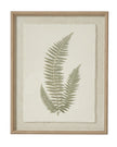 Wooden Framed Vintage Wall Art Print - Green Ferns