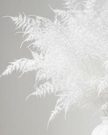 Artificial white asparagus fern spray from Coach House, realistic white fern plant for home decor or floral arrangements.