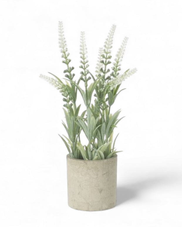 White Lavender Flower In Stone Pot