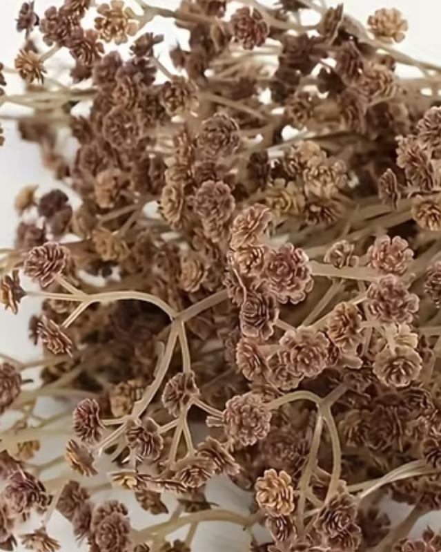Artificial brown neutral Gypsophila stem from Coach House, showcasing realistic, delicate dried flower branches for home decor.