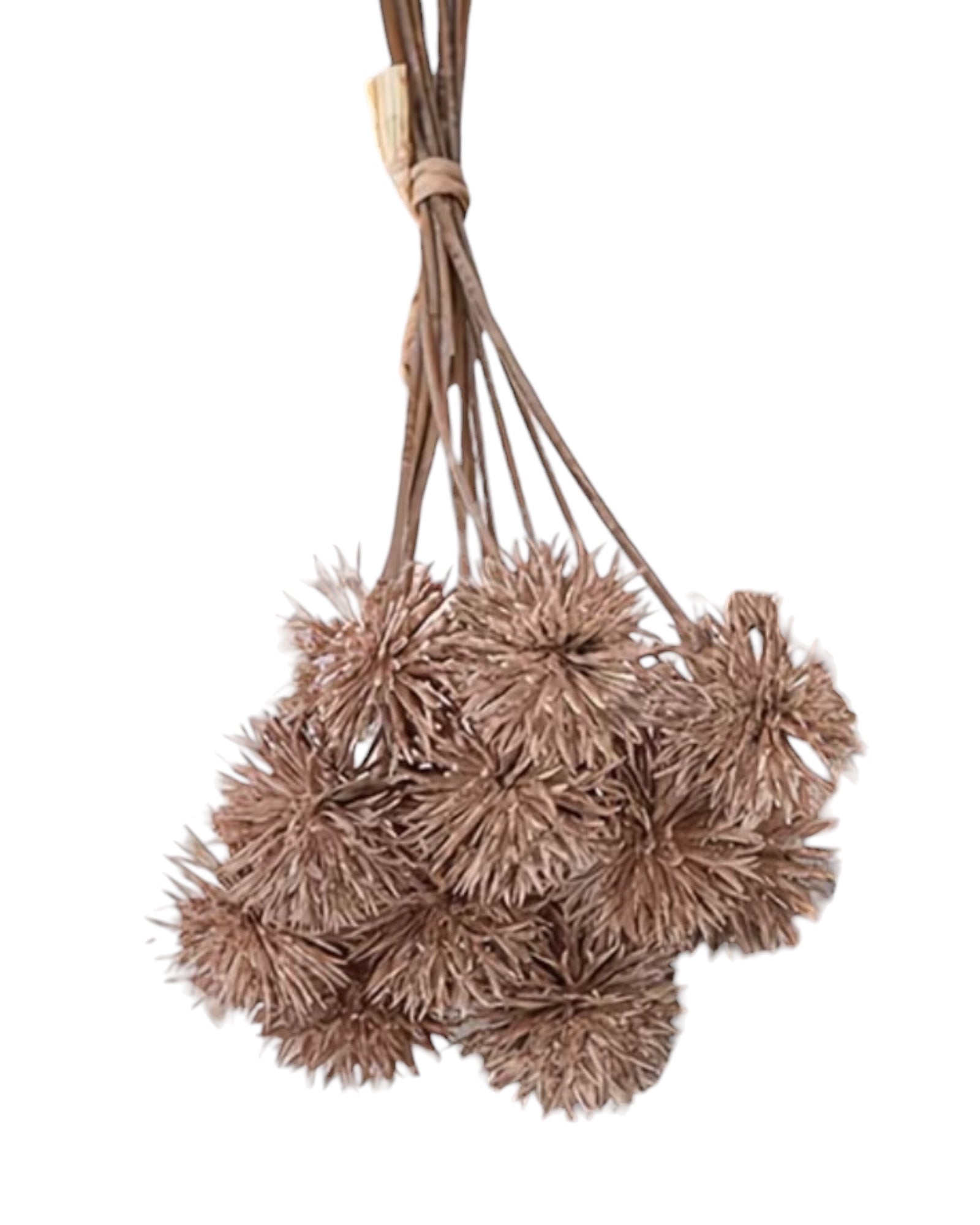 Artificial brown pom pom bunch from Starlight Express, showcasing fluffy, round plant decorations for interior decor.