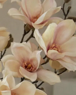 Artificial pale apricot magnolia branch stem from Hill Interiors, showcasing realistic, delicate flower blossoms and green foliage.