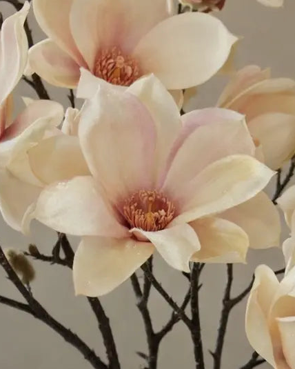 Artificial pale apricot magnolia branch stem from Hill Interiors, showing realistic silk flowers and green foliage.
