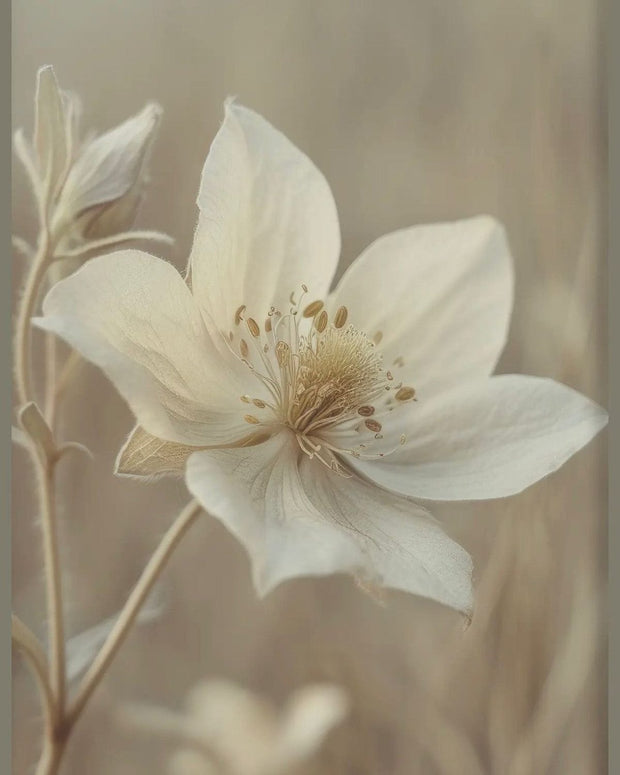 Large Neutral Botanical Framed Wall Art Print, Anenome - PRE ORDER UP TO SIX WEEK DELIVERY TIME