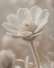Large Neutral Botanical Framed Wall Art Print, Daisy - PRE ORDER UP TO SIX WEEK DELIVERY TIME