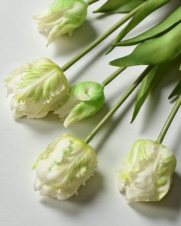 Luxury White Parrot Spring Tulip Stems - Bunch Of Five