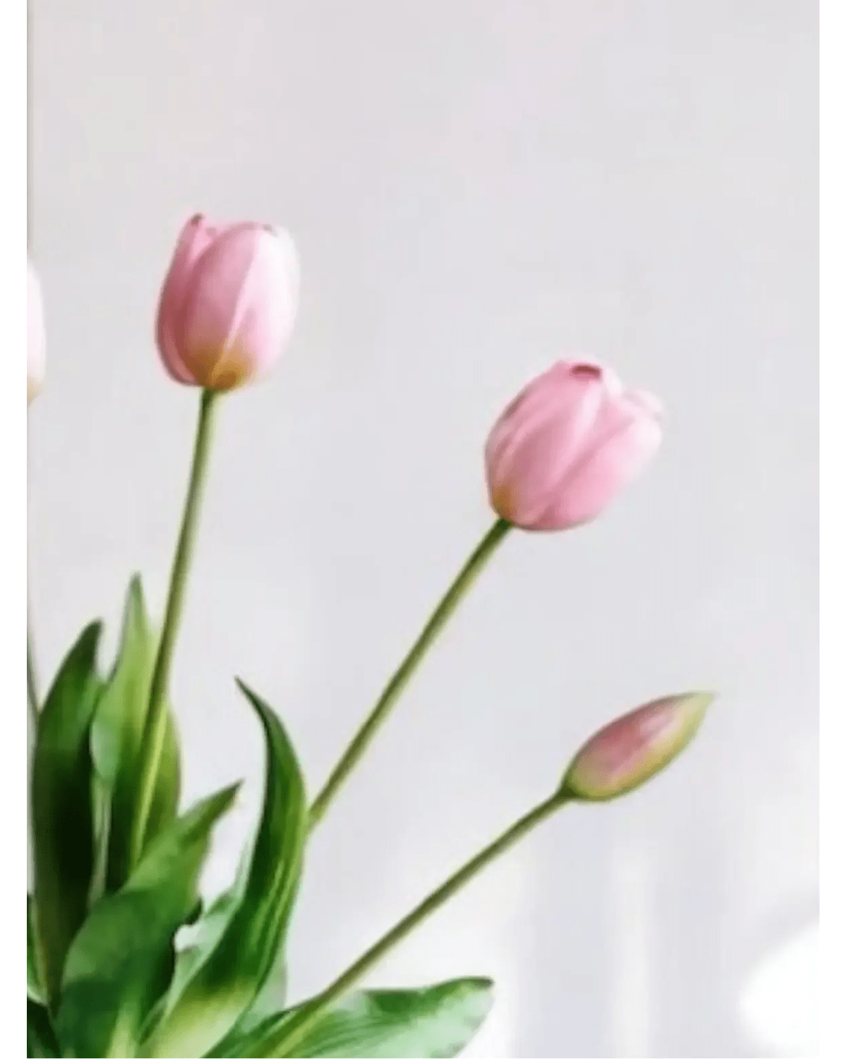 White Spring Tulip Stems - Bunch of Five- Lulu Loves  Lulu Loves Home 