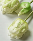 Short Luxury White Parrot Spring Tulip Stems - Bunch Of Five