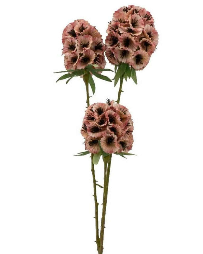 Single Scabiosa Stellata Stem - Pink