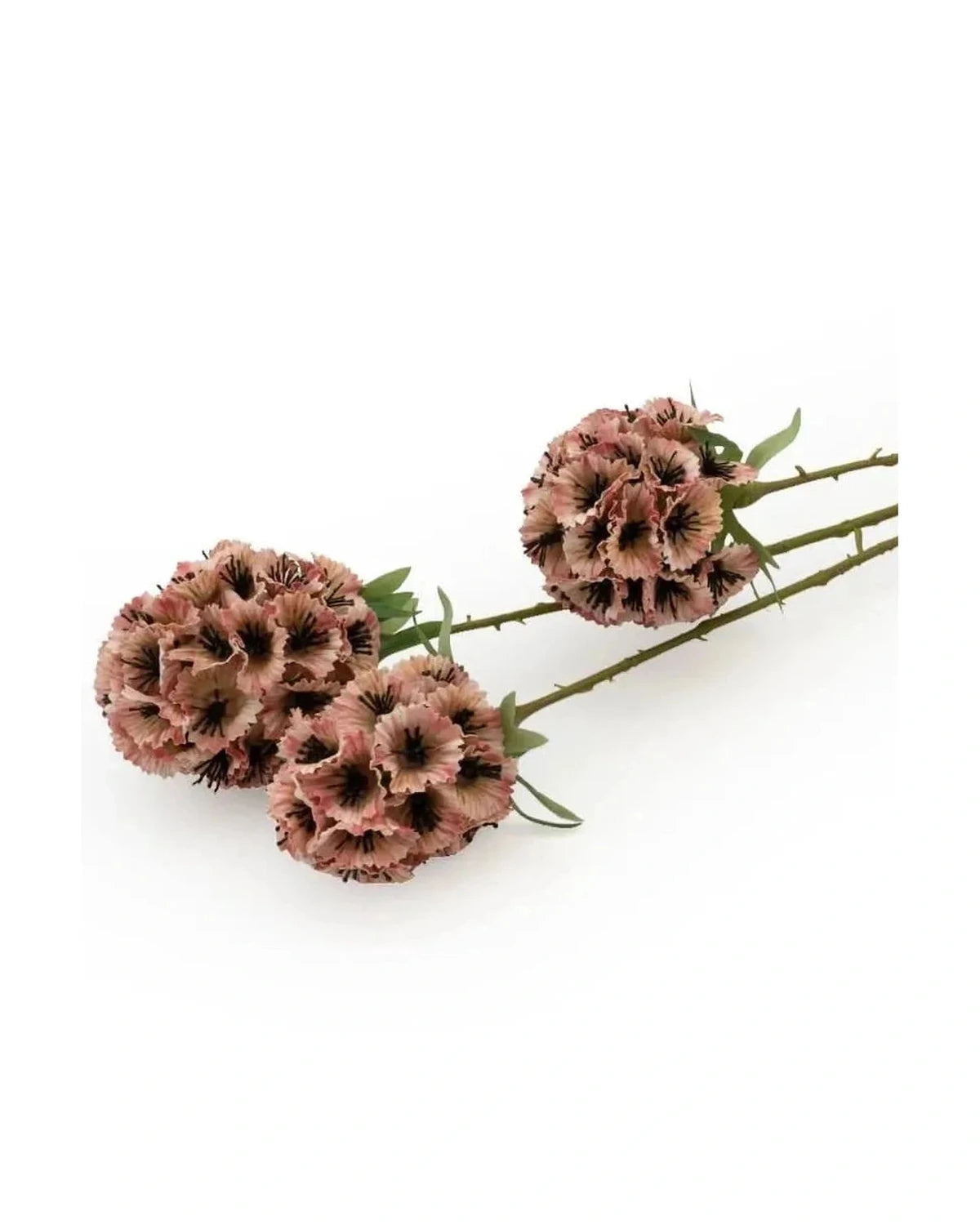 Single Scabiosa Stellata Stem - Pink