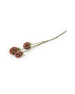 Single Scabiosa Stellata Stem - Pink