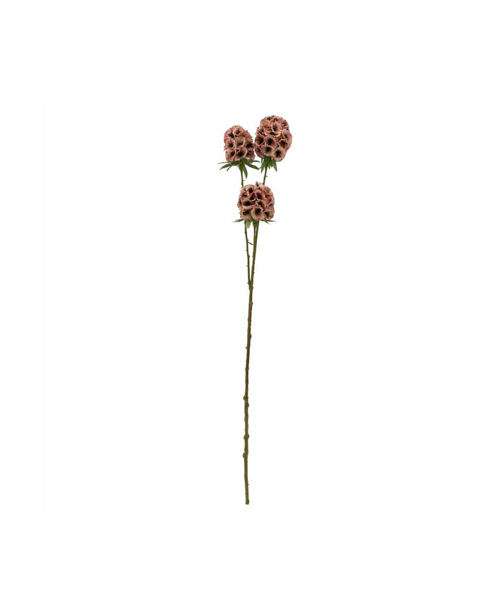 Single Scabiosa Stellata Stem - Pink