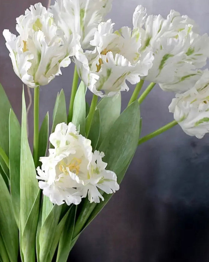 Tall Luxury White Parrot Spring Tulip Stems - Bunch Of Six