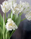 Tall Luxury White Parrot Spring Tulip Stems - Bunch Of Six