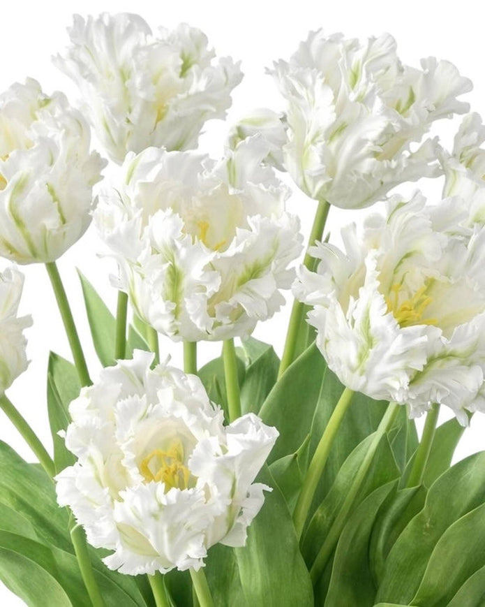 Tall White Parrot Tulip Stems - Bunch of 6 Luxury Artificial Flowers