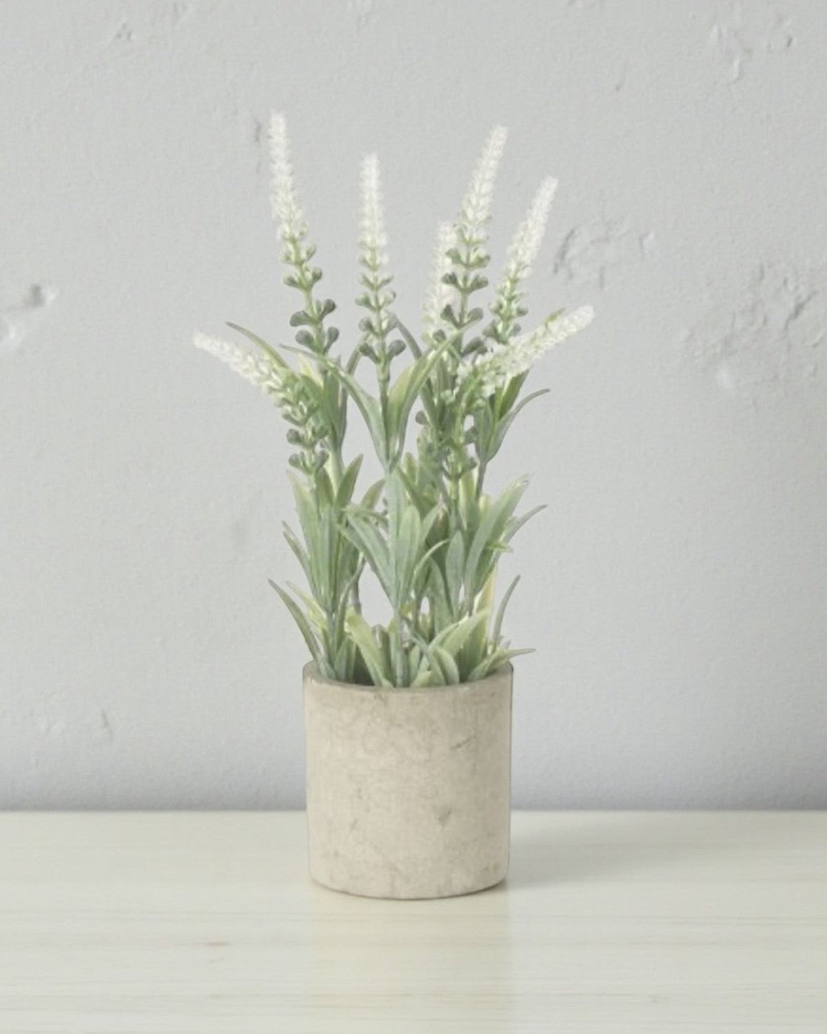 White Lavender Flower In Stone Pot