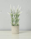 White Lavender Flower In Stone Pot