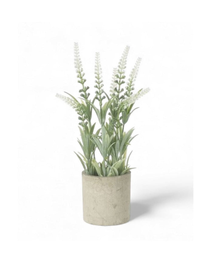 White Lavender Flower In Stone Pot