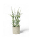 White Lavender Flower In Stone Pot