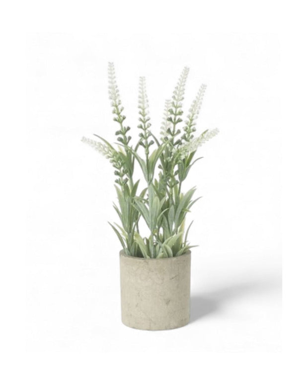 White Lavender Flower In Stone Pot