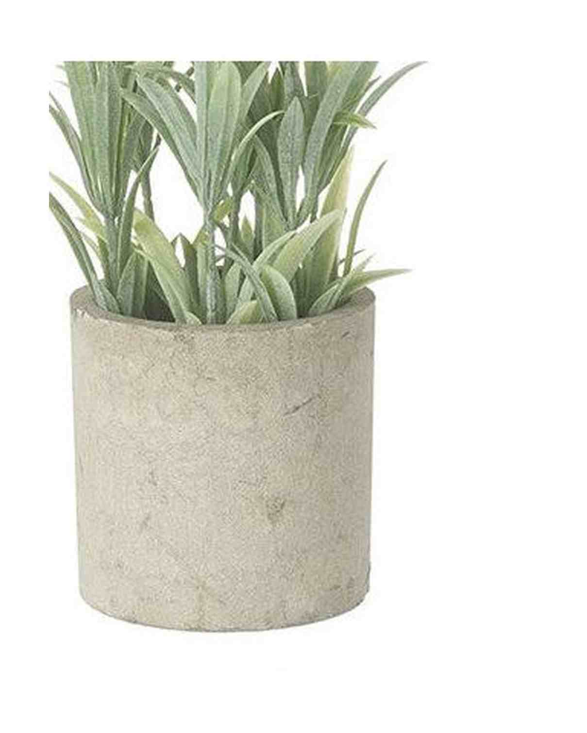 White Lavender Flower In Stone Pot