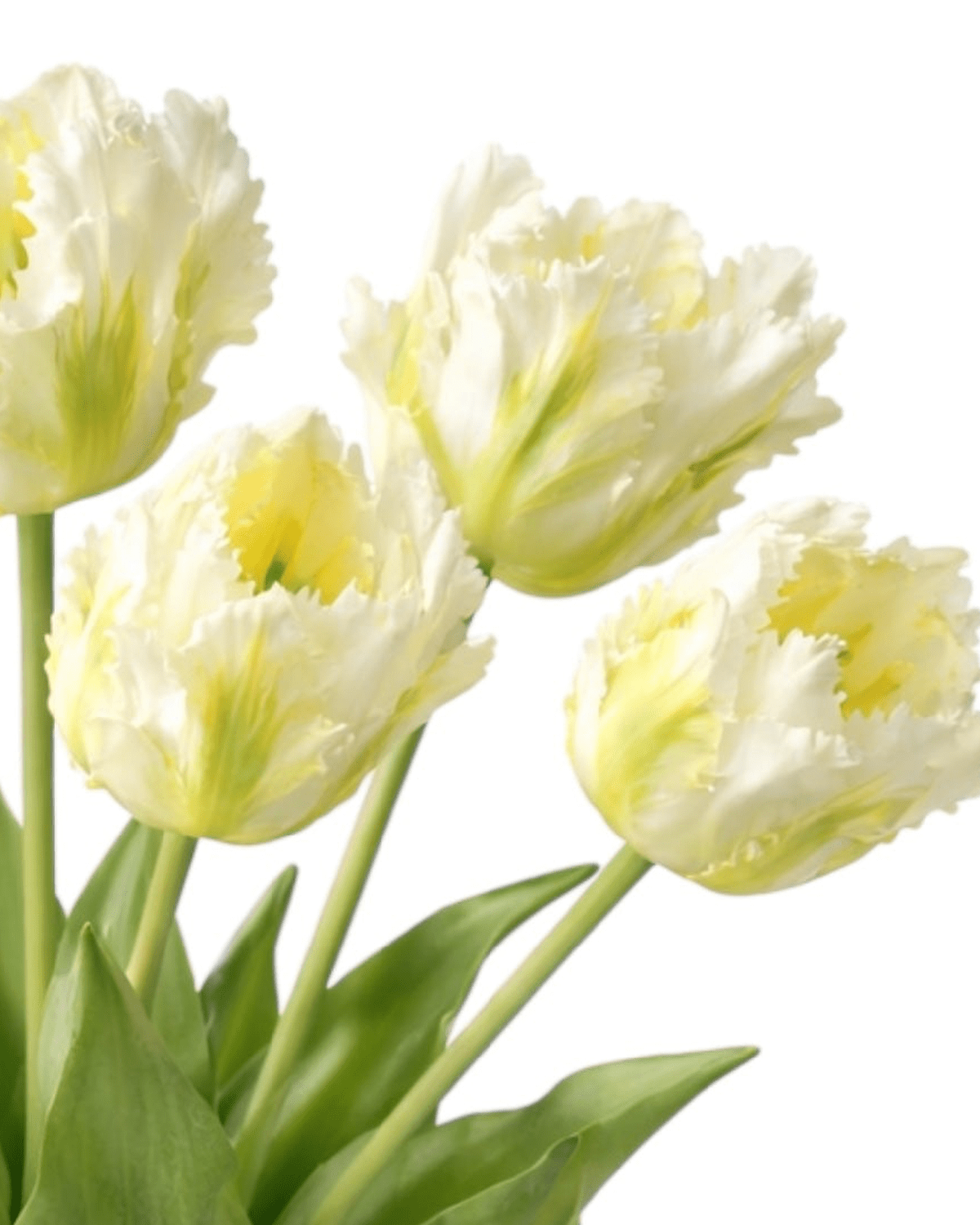 White Parrot Tulip Stems - Bunch of 5 Luxury Artificial Flowers