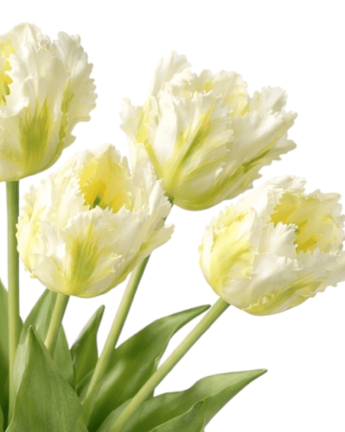 White Parrot Tulip Stems - Bunch of 5 Luxury Artificial Flowers