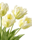 White Parrot Tulip Stems - Bunch of 5 Luxury Artificial Flowers