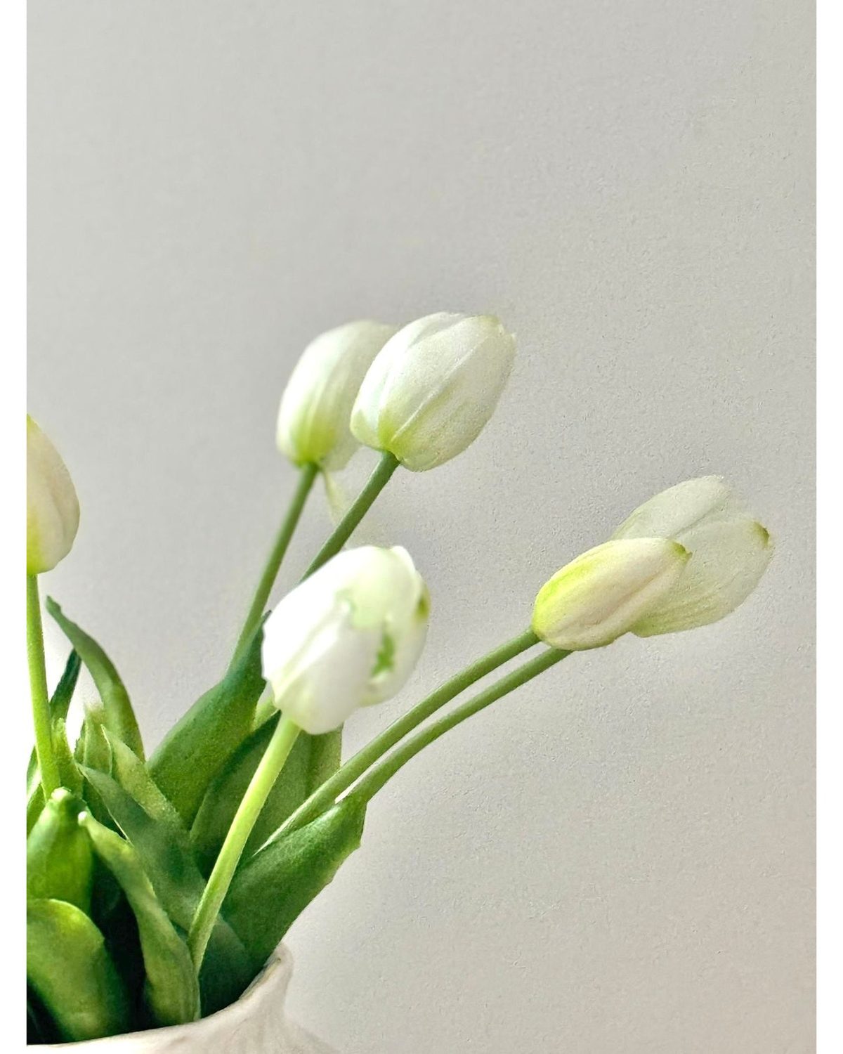 White Spring Tulip Stems - Bunch Of Five