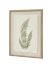 Wooden Framed Vintage Wall Art Print - Green Ferns