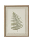 Wooden Framed Vintage Wall Art Print - Green Ferns