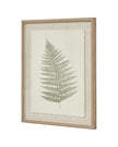 Wooden Framed Vintage Wall Art Print - Green Ferns