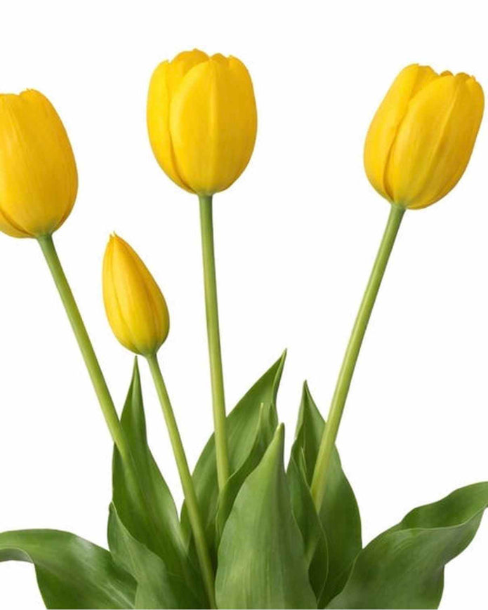 Yellow Tulip Stems - Bunch of 5 Artificial Spring Flowers