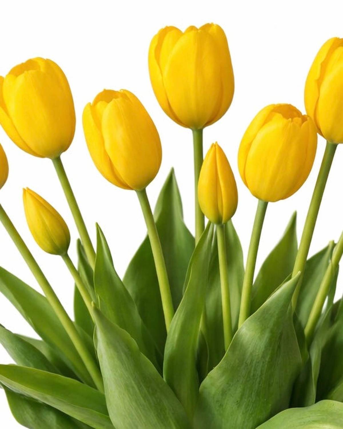 Yellow Tulip Stems - Bunch of 5 Artificial Spring Flowers