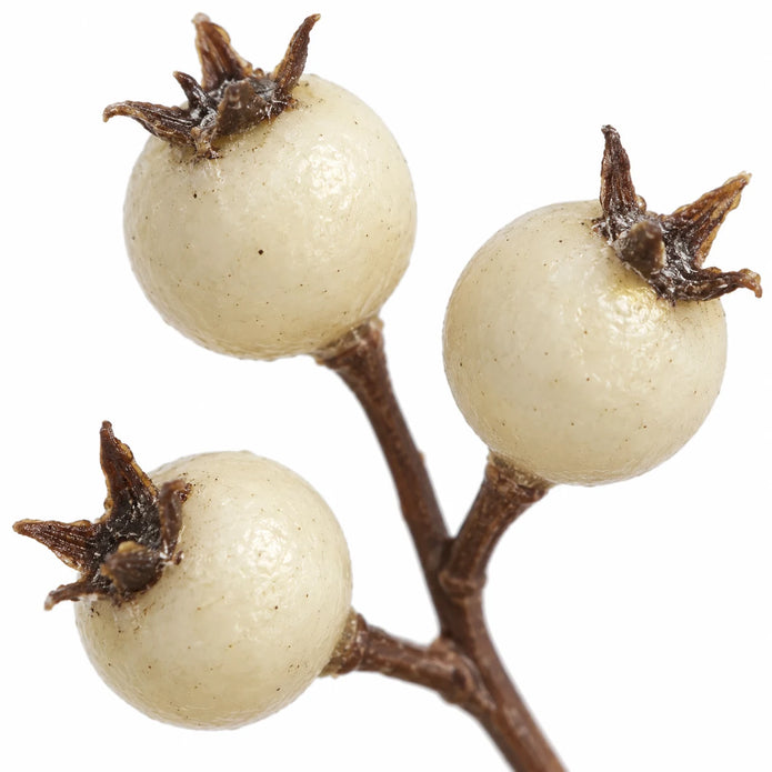Close-up of cream berries showing their brown star-shaped tips and connecting twigs.