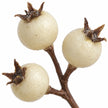 Close-up of cream berries showing their brown star-shaped tips and connecting twigs.