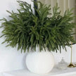 Artificial luxury green spruce Norfolk stem for Christmas décor, by Starlight Express, showcasing lush green needle details.