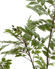 Artificial Potted Chinese White Olive Tree - Large - PRE ORDER FOUR WEEK DELIVERY - Faux Plants & FlowersFaux Plants & Flowers - Lulu Loves Home