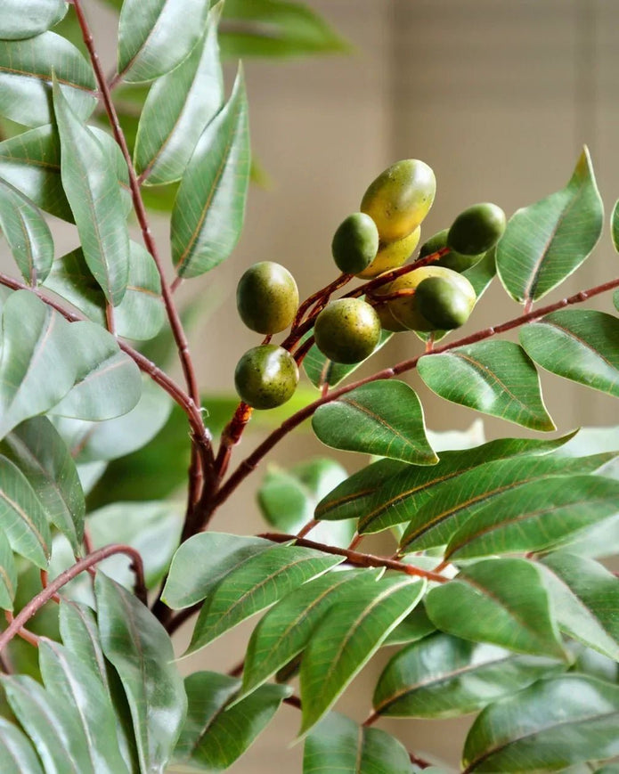 Artificial Potted Chinese White Olive Tree - Large - PRE ORDER FOUR WEEK DELIVERY - Faux Plants & FlowersFaux Plants & Flowers - Lulu Loves Home