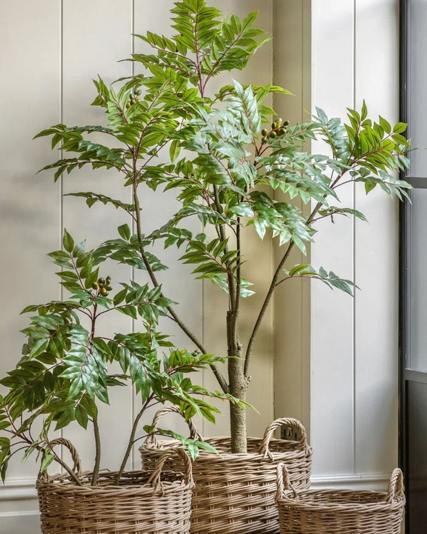 Artificial Potted Chinese White Olive Tree - Large - PRE ORDER FOUR WEEK DELIVERY - Faux Plants & FlowersFaux Plants & Flowers - Lulu Loves Home