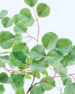 Artificial Potted Eucalyptus Tree - PRE ORDER FOUR WEEK DELIVERY - Faux Plants & FlowersFaux Plants & Flowers - Lulu Loves Home